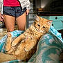 orange_cat, cat, ginger_cat, pet, furry, paws, whiskers, blanket, turquoise_blanket, lounging, cozy, indoor, living_room, television, dresser, human_legs, shorts, jacket, wood_floor, portrait