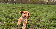 Aston participe au concours pour gagner de l'argent avec cette photo : dog, puppy, curly_fur, floppy_ears, brown_fur, outdoor, park, field, grass, dirt_path, spring, trees, sky, clouds, running, sitting, pet, animal, portrait, nature