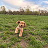 dog, puppy, curly_fur, floppy_ears, brown_fur, outdoor, park, field, grass, dirt_path, spring, trees, sky, clouds, running, sitting, pet, animal, portrait, nature