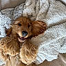 Aston a rejoint le concours — aidez-le/la à gagner de superbes lots ! dog, golden_retriever, puppy, fluffy, long_hair, brown_fur, happy, smiling, open_mouth, lying_down, upside_down, blanket, couch, cozy, indoor, portrait, pet, relaxed, cute, animal