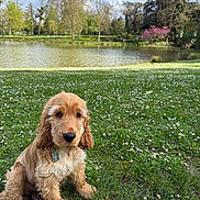 Aston participe au concours pour gagner de l'argent avec cette photo : dog, puppy, golden_cocker_spaniel, fluffy, long_ears, brown_fur, sitting, outdoor, park, pond, lake, meadow, grass, flowers, daisies, spring, trees, blue_sky, nature, portrait