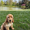 dog, puppy, golden_cocker_spaniel, fluffy, long_ears, brown_fur, sitting, outdoor, park, pond, lake, meadow, grass, flowers, daisies, spring, trees, blue_sky, nature, portrait