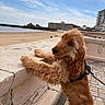Aston a rejoint le concours — aidez-le/la à gagner de superbes lots ! dog, golden_retriever, long_hair, fluffy, brown_fur, pet, animal, seaside, beach, coast, ocean, sky, outdoor, vacation, harness, leash, wall, promenade, cityscape, portrait