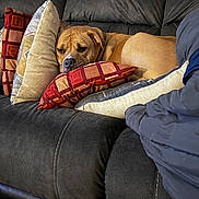 Dakota Skye is registered to the contest to win money with this photo: animal, brown_dog, comfort, cozy, cushion, cute, dog, domestic, fabric, furniture, home, indoor, living_room, nap, pet, pillow, relaxed, resting, sleepy, sofa