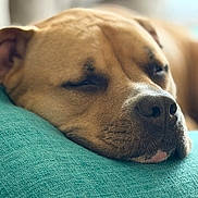Dakota Skye joined the competition — help win amazing prizes! dog, resting, close_up, sleeping, cushion, teal, fur, pet, animal, snout, nose, relaxation, indoors, cozy, calm, portrait, brown, soft_texture, peaceful, sleep