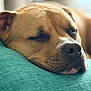 dog, resting, close_up, sleeping, cushion, teal, fur, pet, animal, snout, nose, relaxation, indoors, cozy, calm, portrait, brown, soft_texture, peaceful, sleep