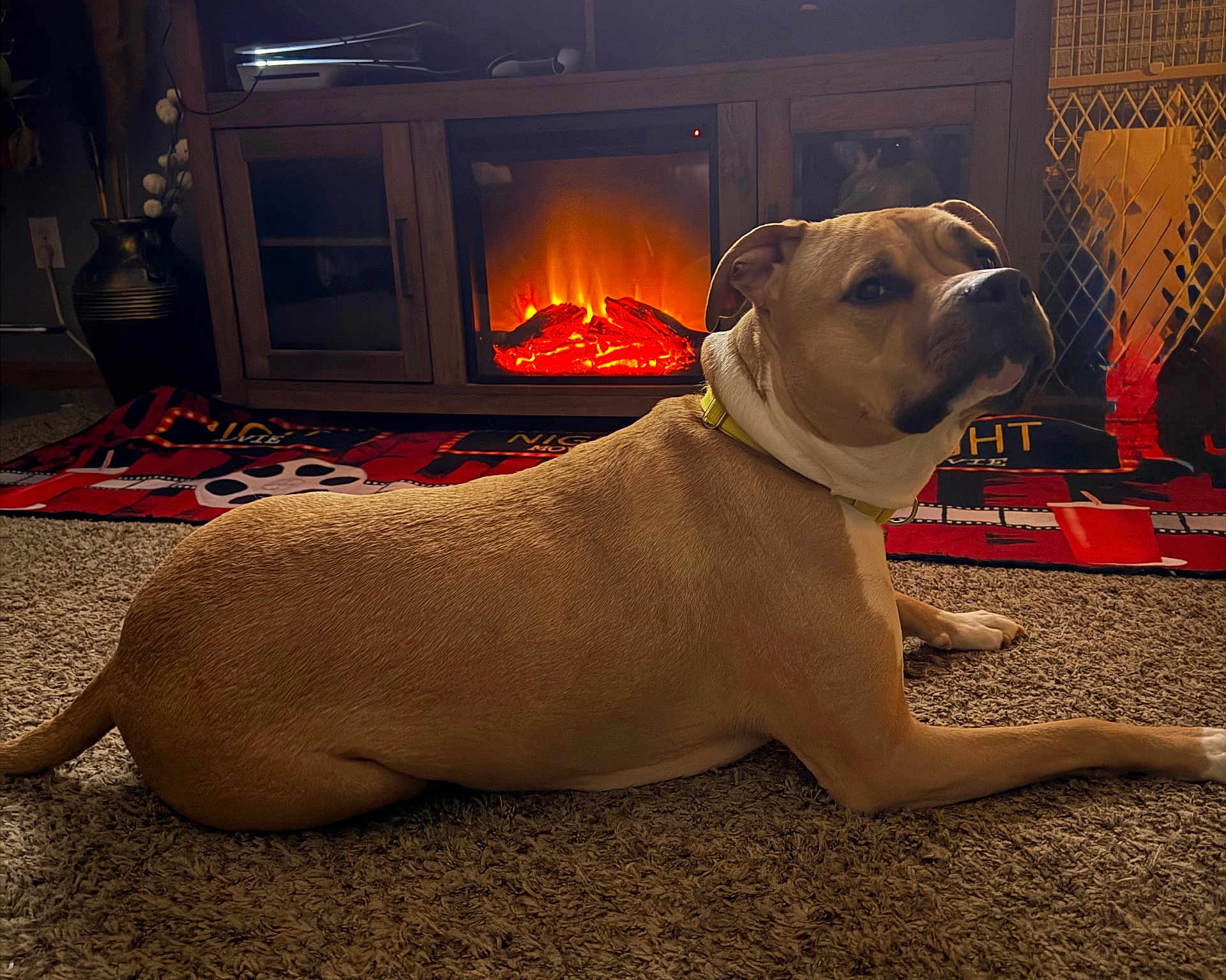 Dakota Skye joined the competition — help win amazing prizes! dog, tan_dog, carpet, fireplace, electric_fireplace, indoor, home, pet, yellow_collar, blanket, wooden_furniture, cozy, relaxed, side_view, looking_back, warm_light, decor, living_room, animal, domestic