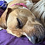 dog, sleeping, close_up, brown_fur, purple_blanket, beige_blanket, pet, resting, canine, domestic_animal, relaxation, fur_texture, snout, ear, collar, indoor, cozy, nap, peaceful, animal