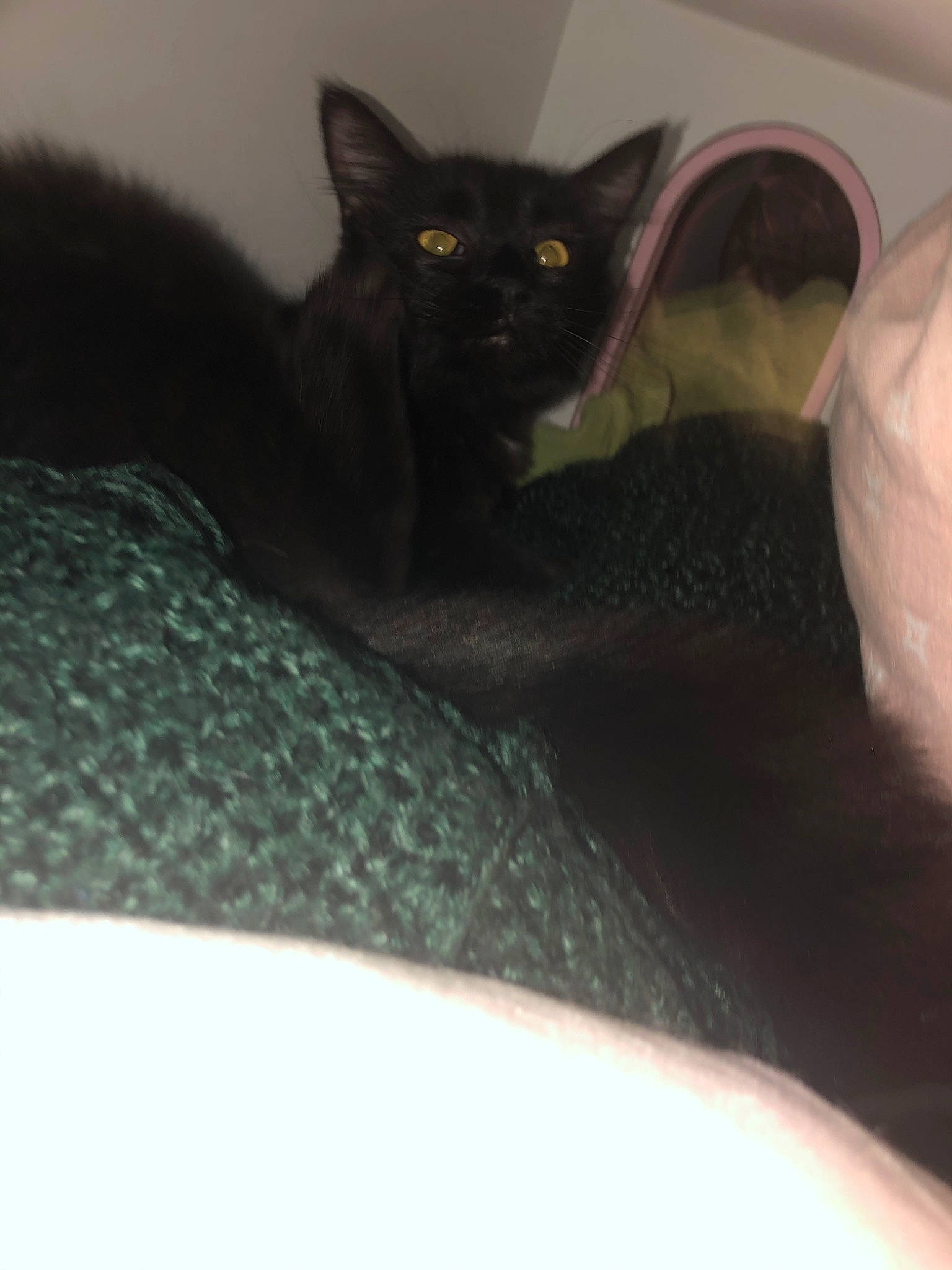 Beth is registered to the contest to win money with this photo: asian, black_cat, bombay, burmese, carnivore, cat, claw, domestic_short_haired_cat, ear, eye, felidae, german_rex, kitten, korat, mammal, polydactyl_cat, russian_blue, small_to_medium_sized_cats, whiskers