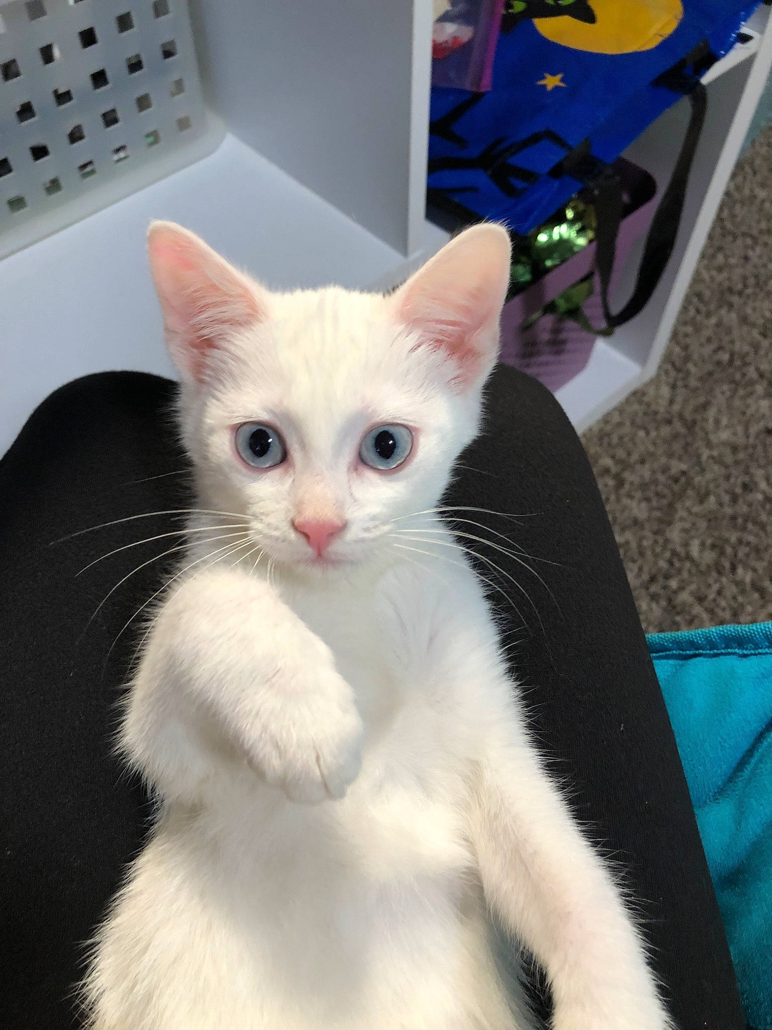 Elle joined the competition — help win amazing prizes! aegean_cat, american_wirehair, burmilla, carnivore, cat, colorpoint_shorthair, domestic_short_haired_cat, eye, felidae, japanese_bobtail, javanese, khao_manee, kitten, mammal, ojos_azules, small_to_medium_sized_cats, turkish_angora, turkish_van, vertebrate, whiskers