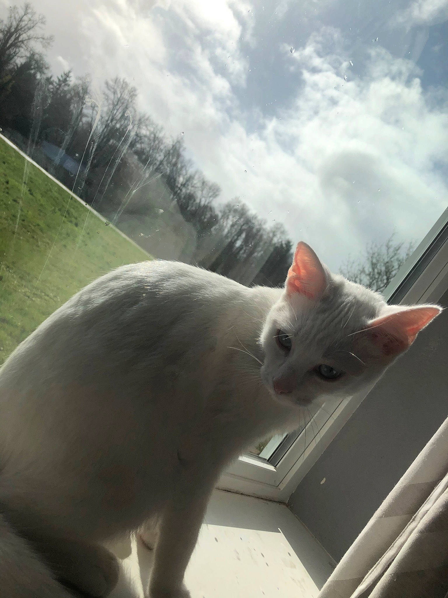 Elle is registered to the contest to win money with this photo: carnivore, cat, cloud, devon_rex, ear, felidae, meteorological_phenomenon, mountain, peterbald, roof, sky, small_to_medium_sized_cats, snout, tail, turkish_angora, whiskers, window