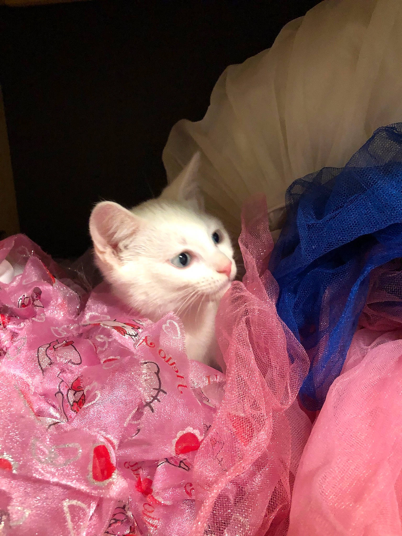 Elle is registered to the contest to win money with this photo: burmilla, carnivore, cat, colorpoint_shorthair, felidae, fur, khao_manee, kitten, pink, ragdoll, small_to_medium_sized_cats, turkish_angora, turkish_van, whiskers, white