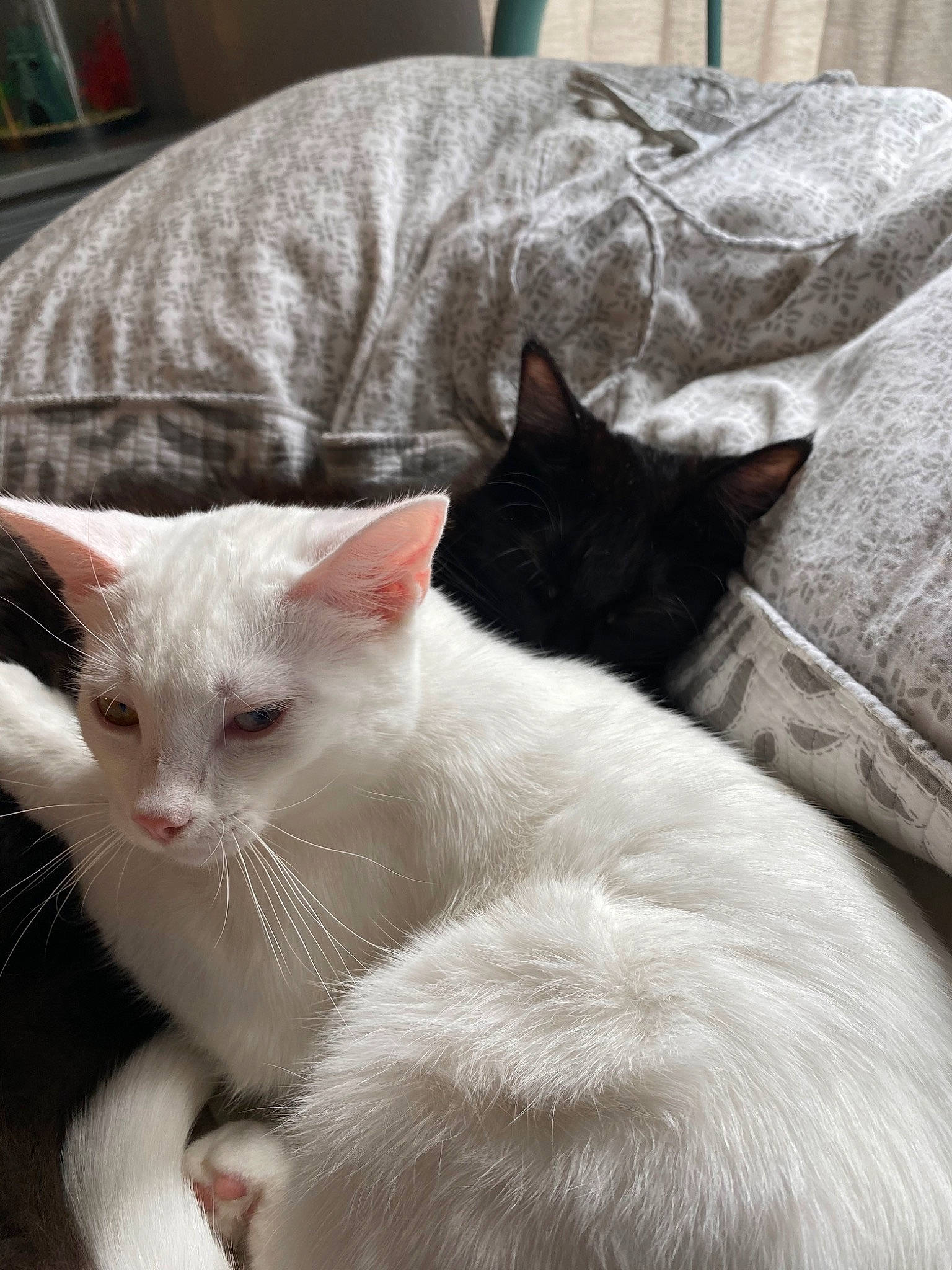 Mazy joined the competition — help win amazing prizes! asian, burmilla, carnivore, cat, colorpoint_shorthair, domestic_short_haired_cat, felidae, german_rex, javanese, khao_manee, kitten, mammal, oriental_longhair, small_to_medium_sized_cats, turkish_angora, turkish_van, vertebrate, whiskers