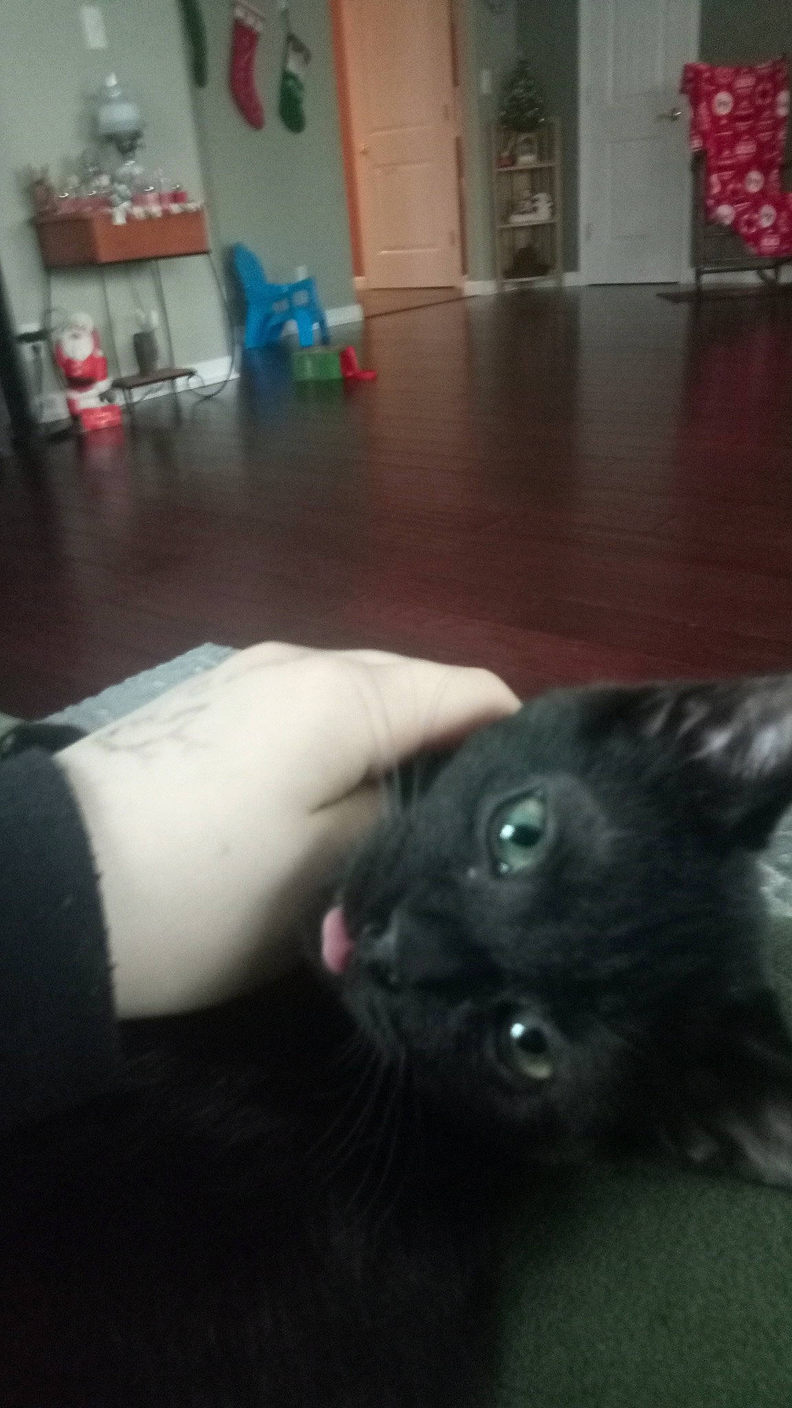 Spooky is registered to the contest to win money with this photo: black, black_cat, carnivore, cat, ear, felidae, fur, kitten, long_hair, norwegian_forest_cat, russian_blue, skin, small_to_medium_sized_cats, tail, whiskers