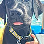 dog, black_dog, puppy, close_up, tongue_out, collar, leash, hand, human_hand, wedding_ring, outdoor, water, sky, sunlight, pet, animal, cute, portrait, friendly, canine