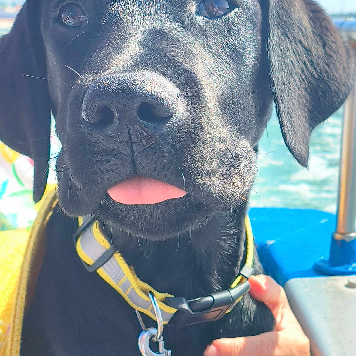 Anatole a rejoint le concours — aidez-le/la à gagner de superbes lots ! animal, black_dog, canine, close_up, collar, cute, dog, friendly, hand, human_hand, leash, outdoor, pet, portrait, puppy, sky, sunlight, tongue_out, water, wedding_ring