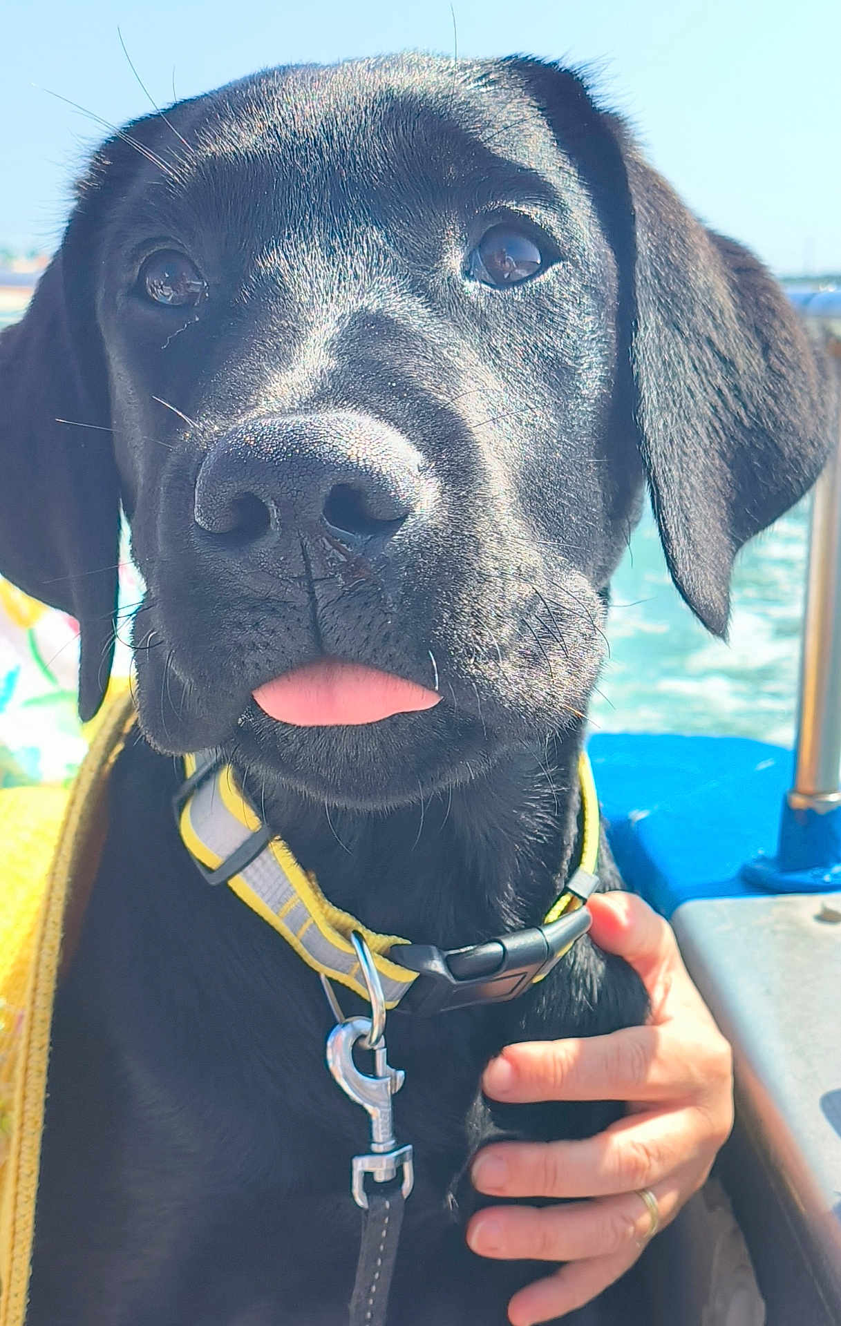 Anatole a rejoint le concours — aidez-le/la à gagner de superbes lots ! dog, black_dog, puppy, close_up, tongue_out, collar, leash, hand, human_hand, wedding_ring, outdoor, water, sky, sunlight, pet, animal, cute, portrait, friendly, canine