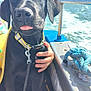 Anatole participe au concours pour gagner de l'argent avec cette photo : dog, puppy, black_dog, boat, water, leash, collar, person_hand, sunlight, outdoor, sky, rope, metal_rail, pet, animal, cute, tongue_out, seated, daytime, nature