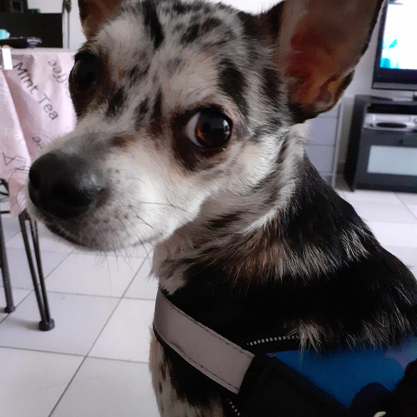 Paco participe au concours pour gagner de l'argent avec cette photo : animal, black, brown, canine, closeup, curious, dog, domestic, ears, floor, furniture, harness, household, indoor, living_room, looking, pet, portrait, tile, white