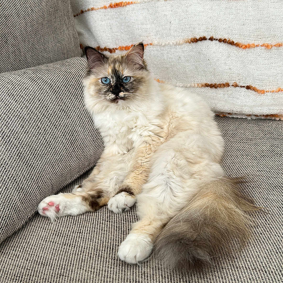 Tia participe au concours pour gagner de l'argent avec cette photo : animal, architecture, armchair, building, cat, chair, couch, cushion, furniture, homedecor, indoors, kitten, linen, livingroom, manx, person, pet, room, siamese, wood