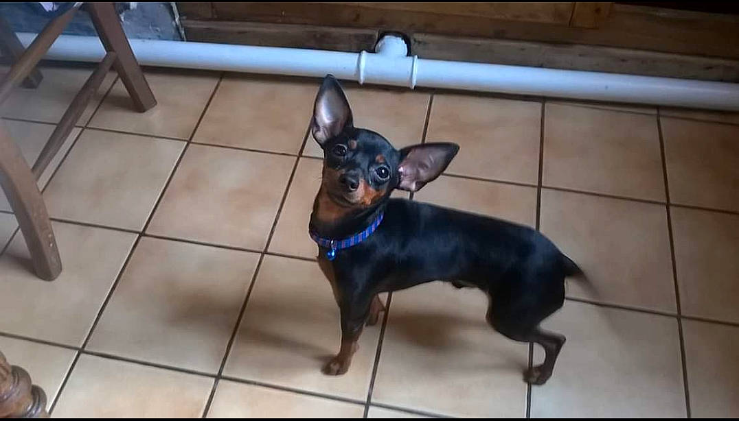 Gypsi a rejoint le concours — aidez-le/la à gagner de superbes lots ! canidae, carnivore, chihuahua, companion_dog, dog, dog_breed, english_toy_terrier, german_pinscher, guard_dog, mammal, manchester_terrier, miniature_pinscher, pinscher, prazsky_krysarik, russkiy_toy, snout, toy_dog, toy_manchester_terrier, vertebrate