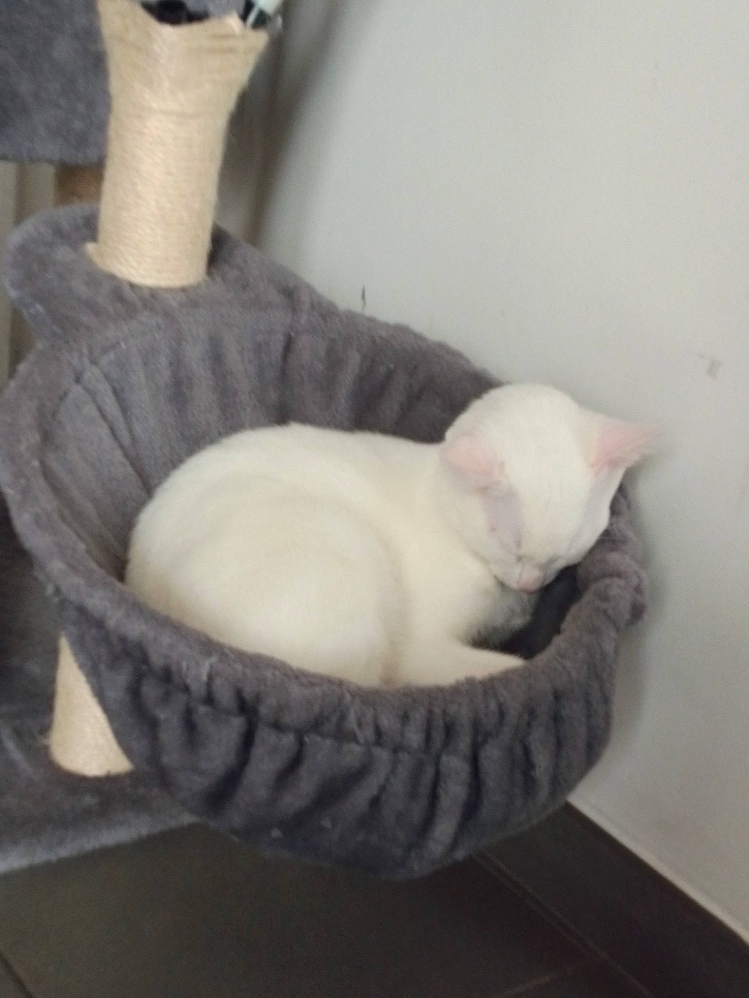 Blanche participe au concours pour gagner de l'argent avec cette photo : _geese_and_swans, bowl, carnivore, cat, cat_supply, ceramic, comfort, domestic_short_haired_cat, ducks, felidae, fur, mammal, mortar_and_pestle, paw, pet_supply, serveware, small_to_medium_sized_cats, tail, vertebrate, whiskers