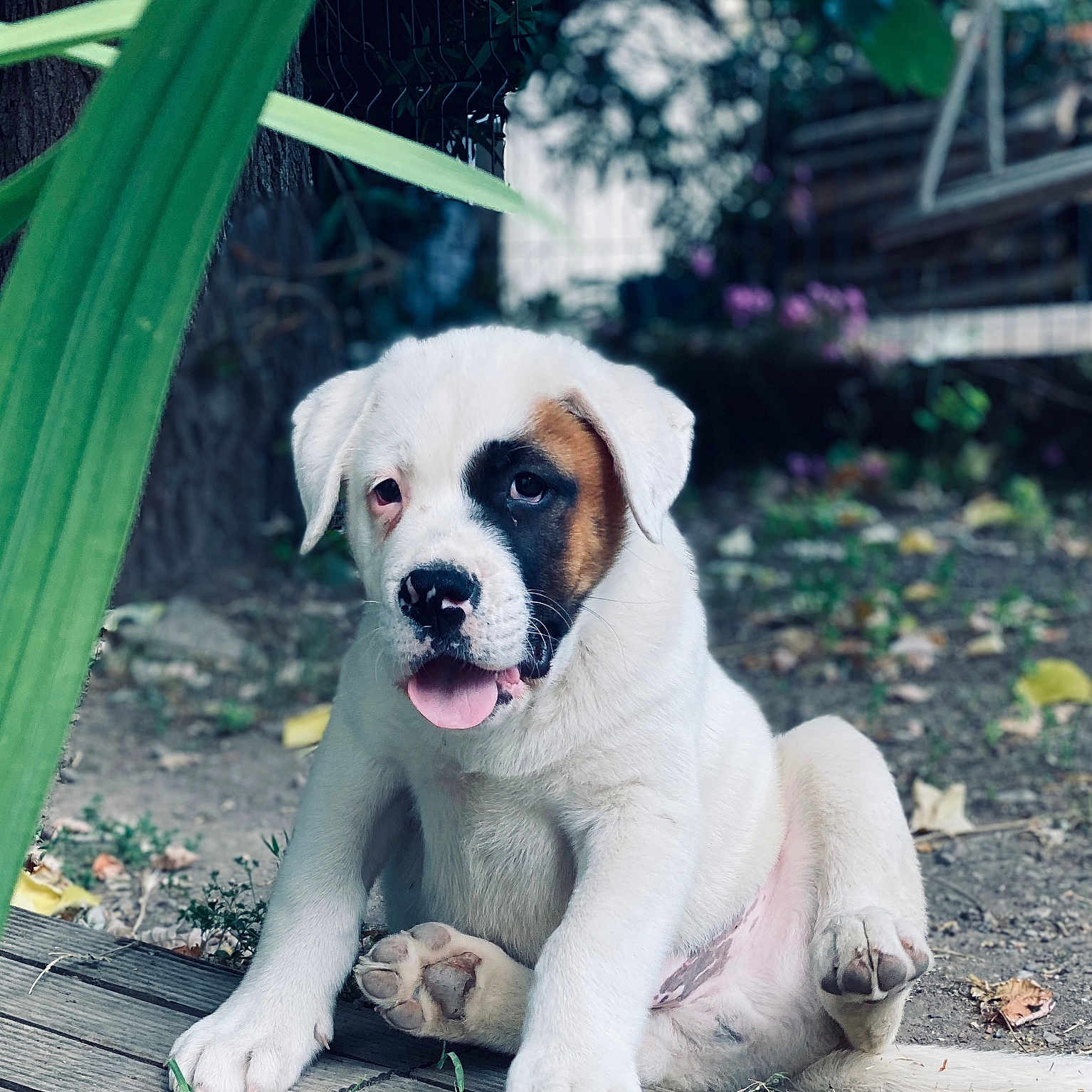 Alpha a rejoint le concours — aidez-le/la à gagner de superbes lots ! animal, black_patch, brown_patch, cute, dog, fur, garden, greenery, leaf, nature, outdoor, paw, pet, playful, puppy, sitting, tongue_out, white_fur, wooden_deck, young_dog