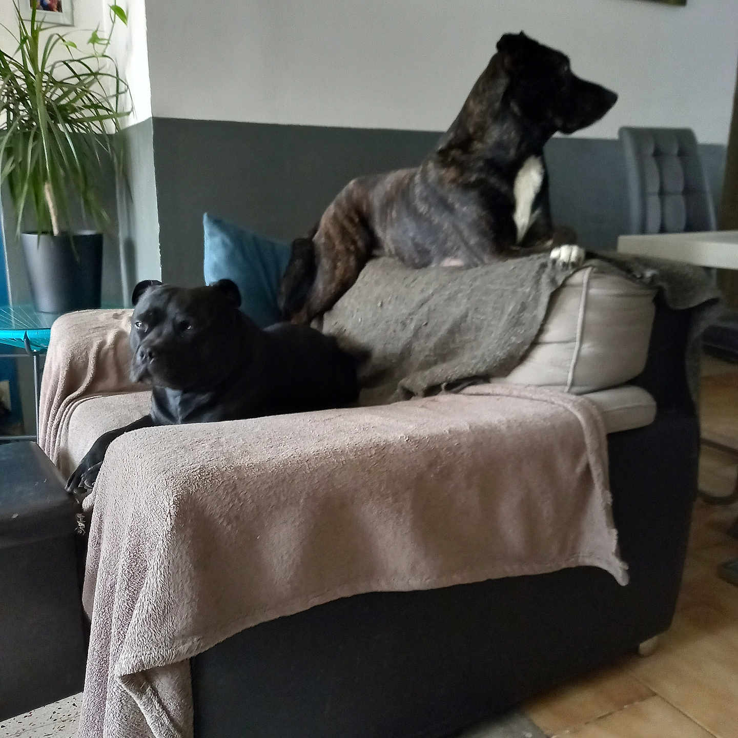 Pongo a rejoint le concours — aidez-le/la à gagner de superbes lots ! animal, architecture, art, building, canine, chair, couch, cushion, dog, furniture, homedecor, indoors, interiordesign, livingroom, painting, person, pet, plant, puppy, room