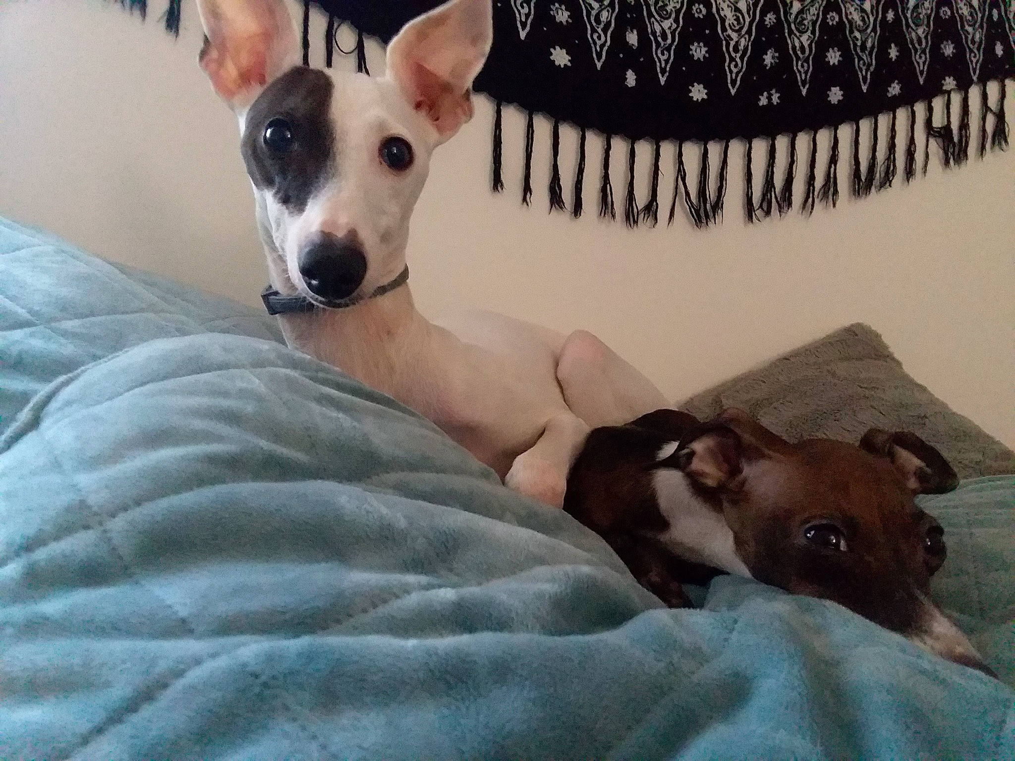 Sergi And Nina is registered to the contest to win money with this photo: canidae, carnivore, companion_dog, dog, dog_breed, feist, fox_terrier, italian_greyhound, japanese_terrier, lurcher, mammal, rat_terrier, teddy_roosevelt_terrier, tenterfield_terrier, toy_dog, vertebrate, whippet