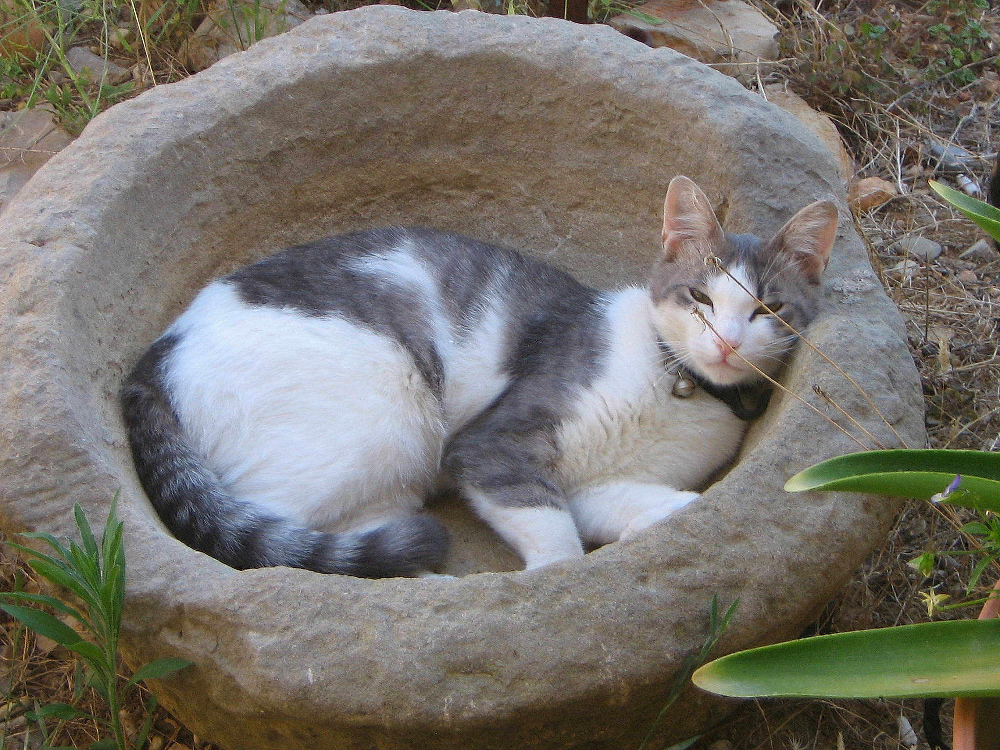 Poupoune