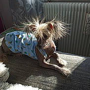 Era participe au concours pour gagner de l'argent avec cette photo : blue_shirt, clothing, couch, cozy, curtain, dog, fur, furniture, hair, home, indoor, patterned, pet, radiator, relaxing, resting, shadow, small_dog, sunlight, texture