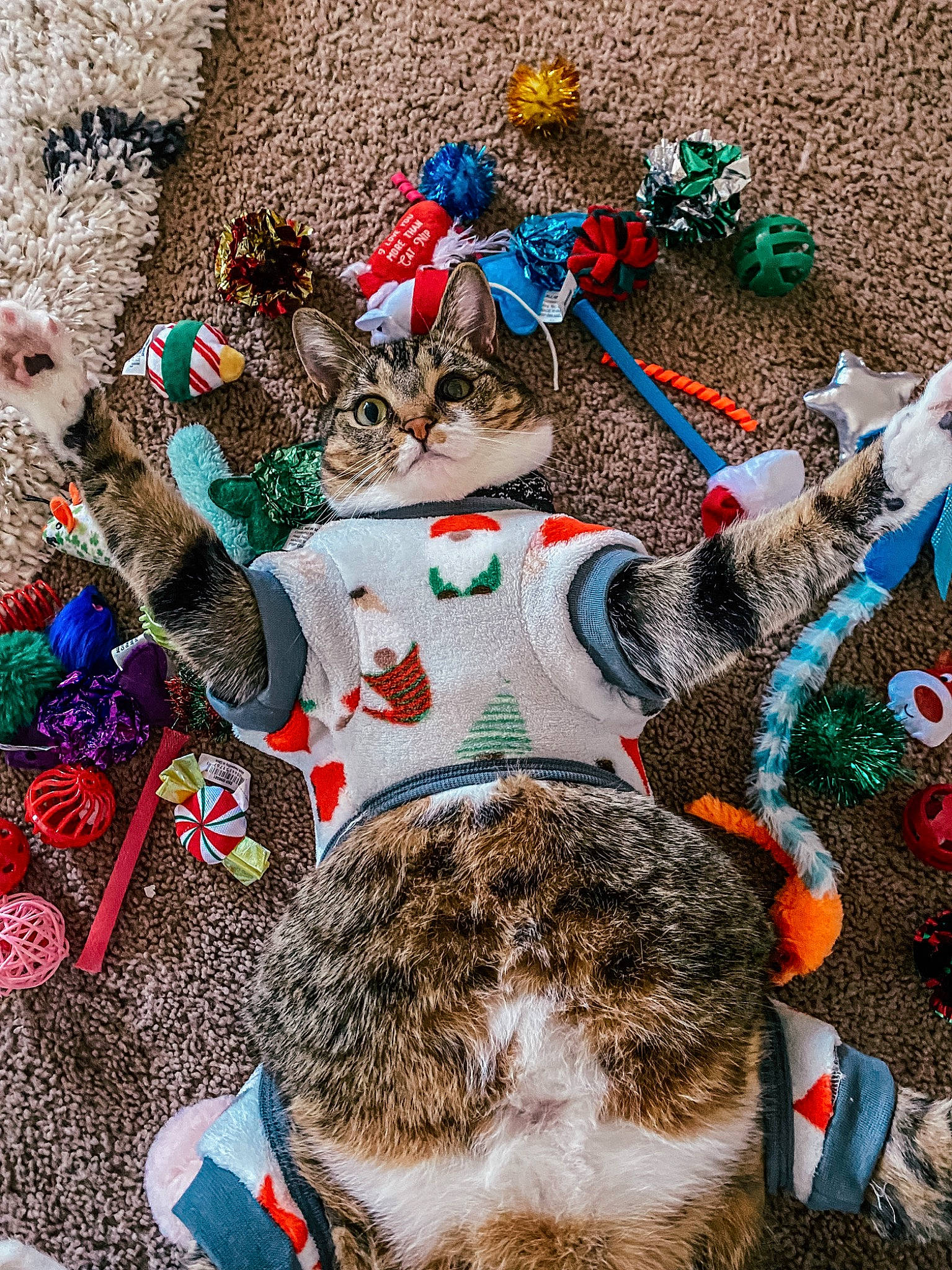 Tipsy joined the competition — help win amazing prizes! art, craft, event, fashion_accessory, felidae, fur, hat, linens, litter, pattern, plastic, pollution, small_to_medium_sized_cats, soil, tail, textile, tradition, visual_arts, waste, wool