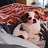 Rocky a rejoint le concours — aidez-le/la à gagner de superbes lots ! animal, bed, blanket, brown_fur, carpet, cozy, curtain, dog, dresser, floor_lamp, furniture, home, indoor, pet, relaxed, resting, small_dog, soft_light, white_fur, window