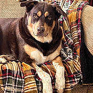 Beau joined the competition — help win amazing prizes! alert, black_and_tan, blanket, brown_fur, canine, close_up, couch, cozy, dog, floppy_ears, home, indoors, living_room, lying_down, paws, pet, plaid, portrait, sitting, white_paws