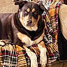 dog, pet, canine, black_and_tan, brown_fur, white_paws, sitting, lying_down, couch, blanket, plaid, indoors, living_room, portrait, close_up, alert, floppy_ears, paws, cozy, home