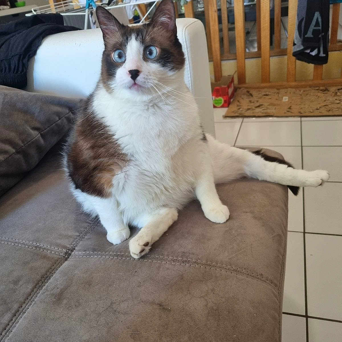 Niouniou a rejoint le concours — aidez-le/la à gagner de superbes lots ! animal, architecture, building, cat, chair, couch, crib, cushion, furniture, homedecor, indoors, infantbed, interiordesign, kitten, livingroom, manx, person, pet, room, wood