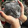 cat, gray_cat, hands, close_up, sleeping_cat, cozy, holiday_decor, christmas_tree, festive, indoor, pet, feline, whiskers, human_hands, soft_fur, relaxed, companion, cute, snuggling, comfort