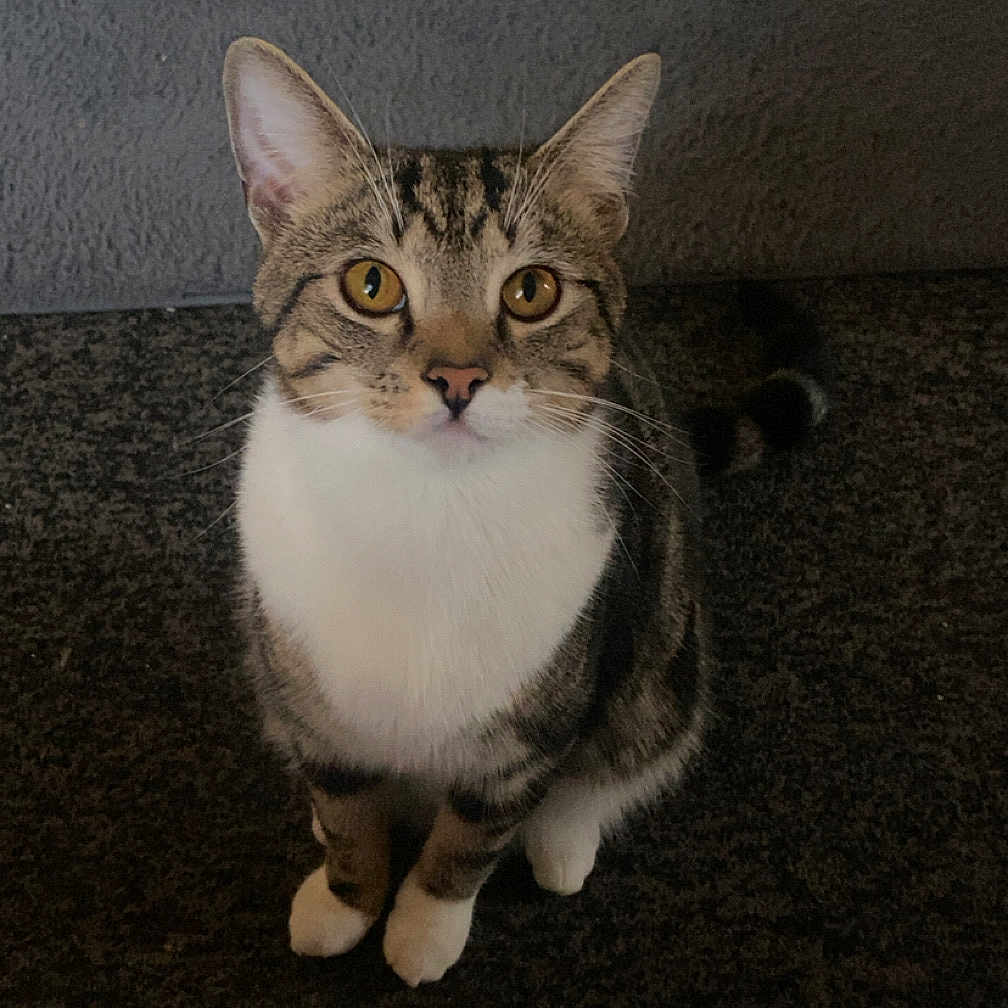 Simba joined the competition — help win amazing prizes! abyssinian, angora, animal, bodypart, cat, egyptiancat, kitten, leash, manx, mouth, person, pet, siamese