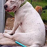 Cash joined the competition — help win amazing prizes! animal, closeup, collar, cushion, daytime, dog, fence, greenery, happy, nature, outdoor, pet, relaxed, sitting, smiling_dog, spotted_dog, sunlight, tree, white_dog, yard