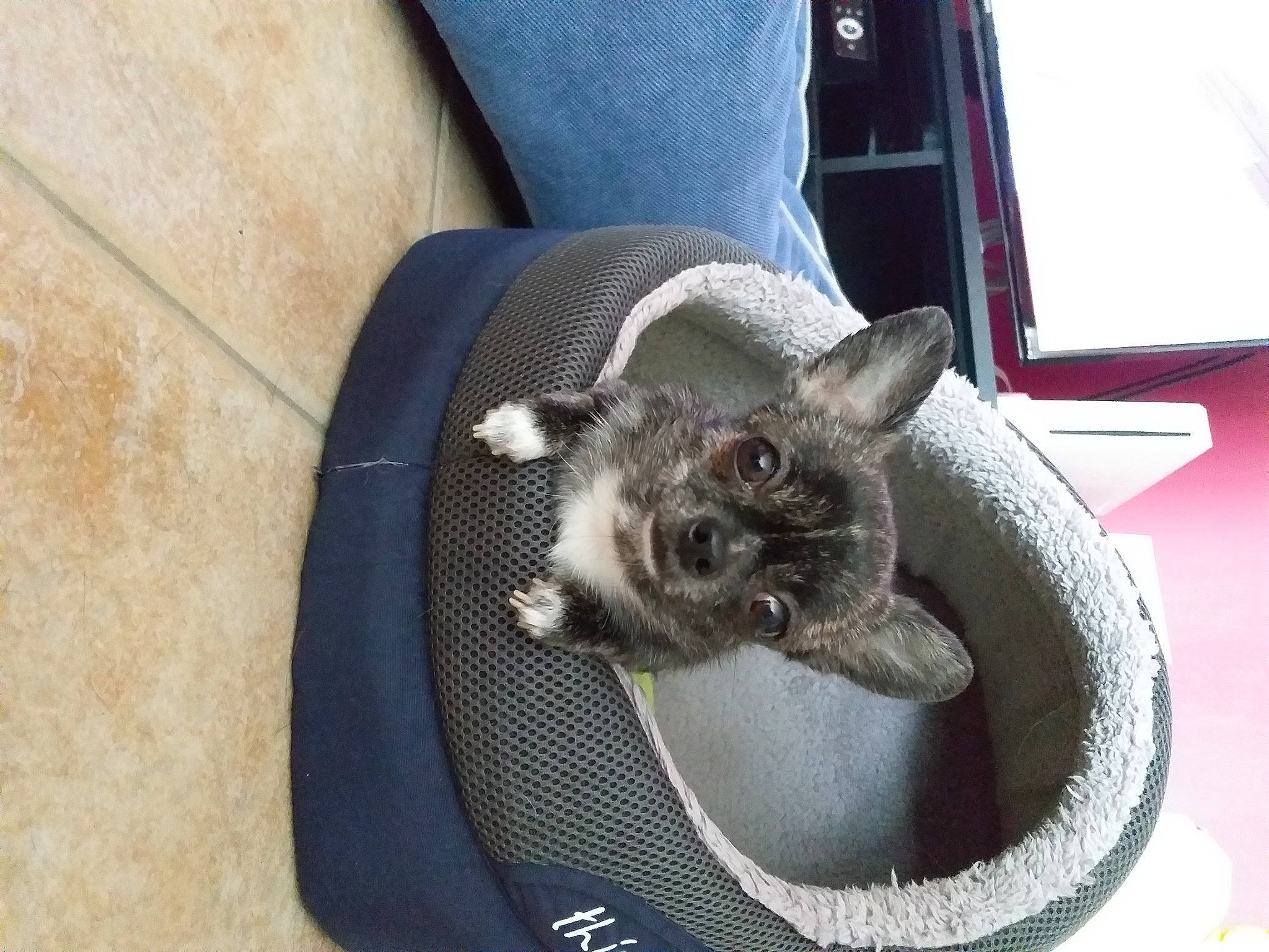 Chloë participe au concours pour gagner de l'argent avec cette photo : animal_shelter, automotive_tire, canidae, carnivore, cat_supply, collar, comfort, dog_breed, domestic_short_haired_cat, fawn, felidae, fur, grey, paw, pet_supply, small_to_medium_sized_cats, snout, tail, terrestrial_animal, whiskers