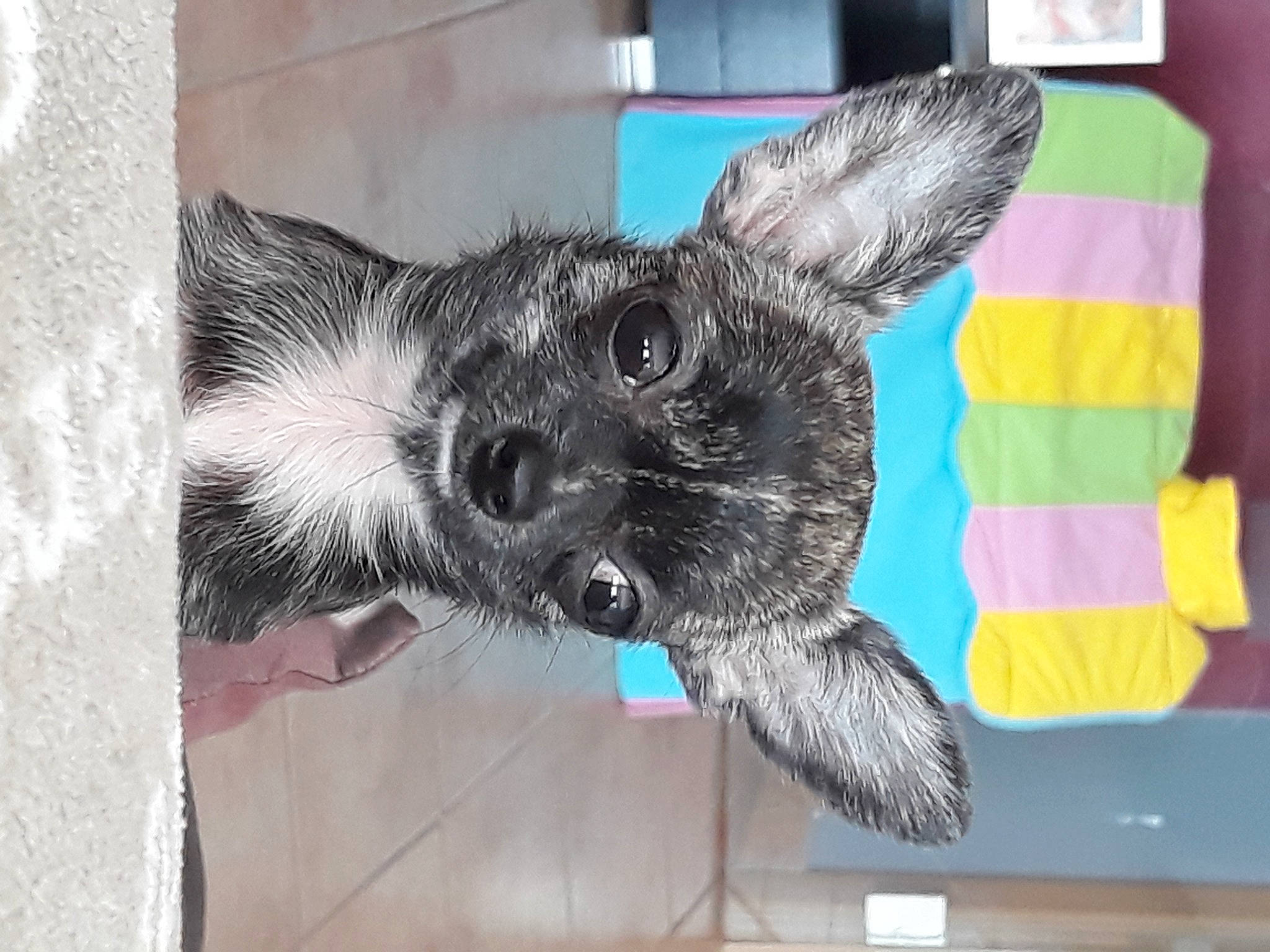 Chloë a rejoint le concours — aidez-le/la à gagner de superbes lots ! art, canidae, carnivore, cat, claw, dog_breed, domestic_short_haired_cat, felidae, fur, grey, painting, paw, small_to_medium_sized_cats, tail, visual_arts, whiskers