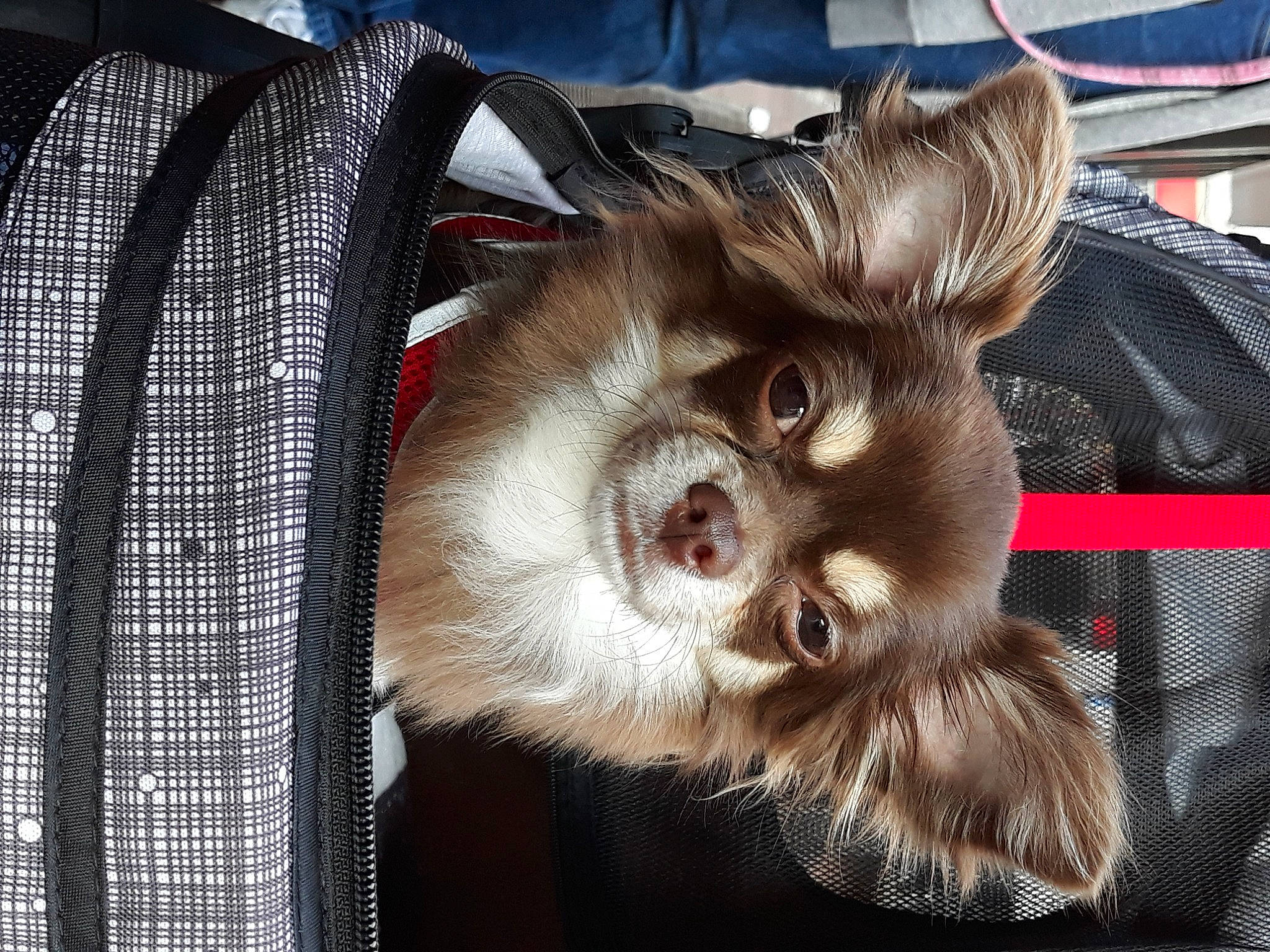 Bella participe au concours pour gagner de l'argent avec cette photo : bag, canidae, carnivore, companion_dog, dog, dog_breed, dog_supply, fashion_accessory, fawn, felidae, fur, liver, plaid, small_to_medium_sized_cats, snout, sporting_group, tartan, toy_dog, whiskers, working_animal