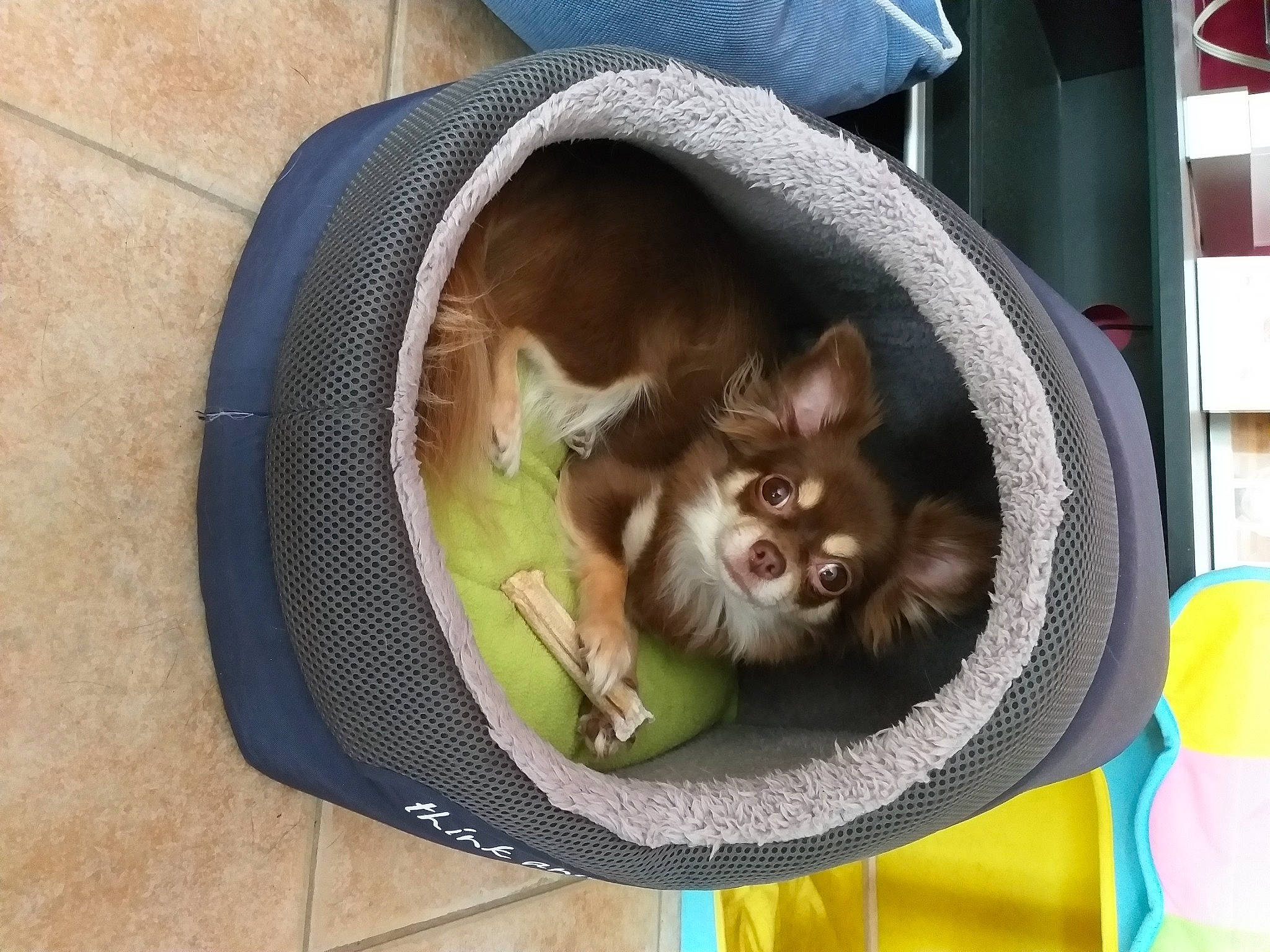 Bella a rejoint le concours — aidez-le/la à gagner de superbes lots ! bag, canidae, carnivore, cat_supply, companion_dog, dog_breed, dog_supply, fashion_accessory, fawn, felidae, fur, non_sporting_group, pet_supply, small_to_medium_sized_cats, snout, spitz, sporting_group, toy_dog, whiskers, working_animal