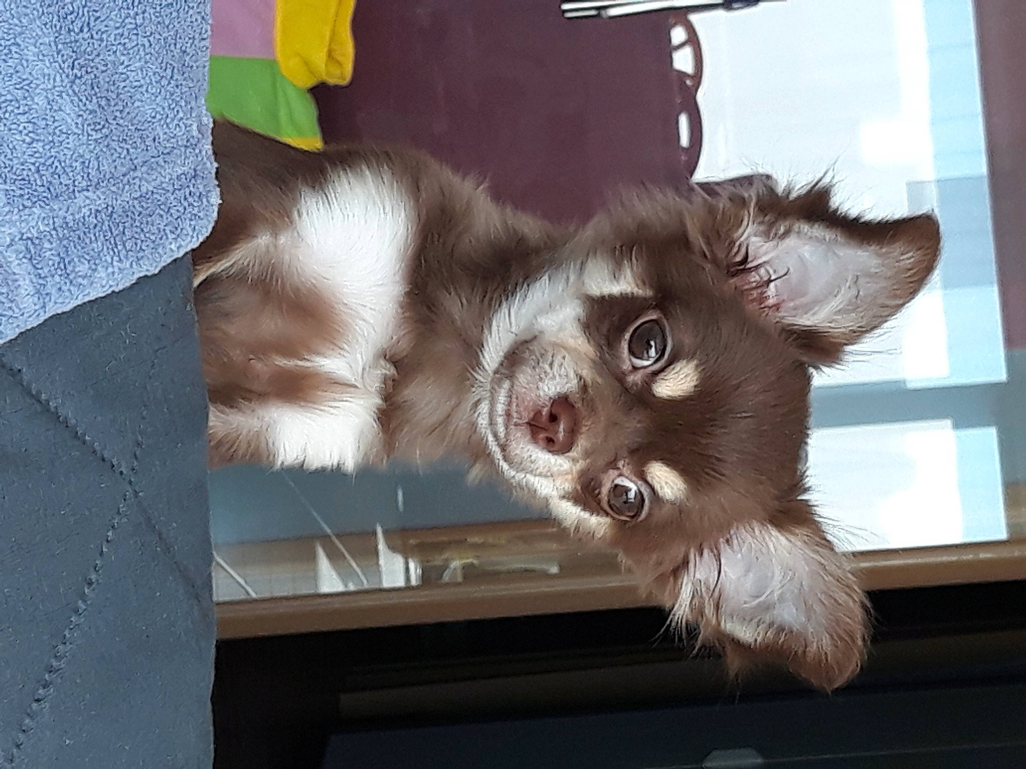 Bella participe au concours pour gagner de l'argent avec cette photo : canidae, carnivore, cat, claw, companion_dog, dog_breed, domestic_short_haired_cat, fawn, felidae, fur, paw, small_to_medium_sized_cats, snout, sporting_group, tail, whiskers, window, wood, working_animal