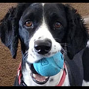 Daisy joined the competition — help win amazing prizes! dog, pet, black_and_white_dog, blue_ball, toy, close_up, portrait, brown_eyes, collar, red_collar, muzzle, nose, whiskers, playful, indoor, carpet, looking_at_camera, chewing, smile, happy