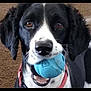 dog, pet, black_and_white_dog, blue_ball, toy, close_up, portrait, brown_eyes, collar, red_collar, muzzle, nose, whiskers, playful, indoor, carpet, looking_at_camera, chewing, smile, happy