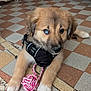puppy, dog, heterochromia, blue_eye, brown_eye, black_harness, rope_toy, floor_tiles, indoor, cute, pet, young_dog, animal, lying_down, playful, fur, paw, curious, closeup, domestic_animal