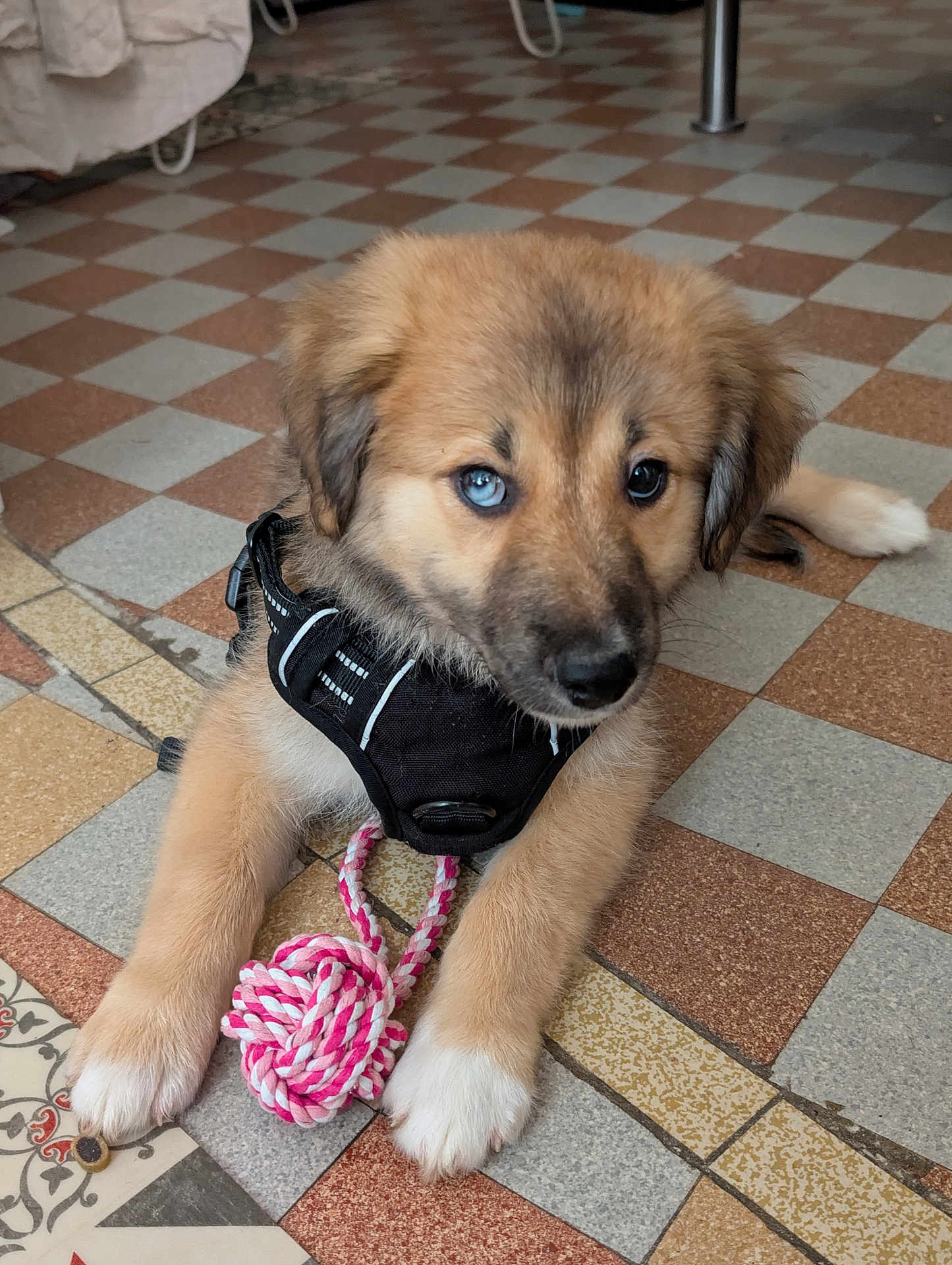Aska a rejoint le concours — aidez-le/la à gagner de superbes lots ! puppy, dog, heterochromia, blue_eye, brown_eye, black_harness, rope_toy, floor_tiles, indoor, cute, pet, young_dog, animal, lying_down, playful, fur, paw, curious, closeup, domestic_animal