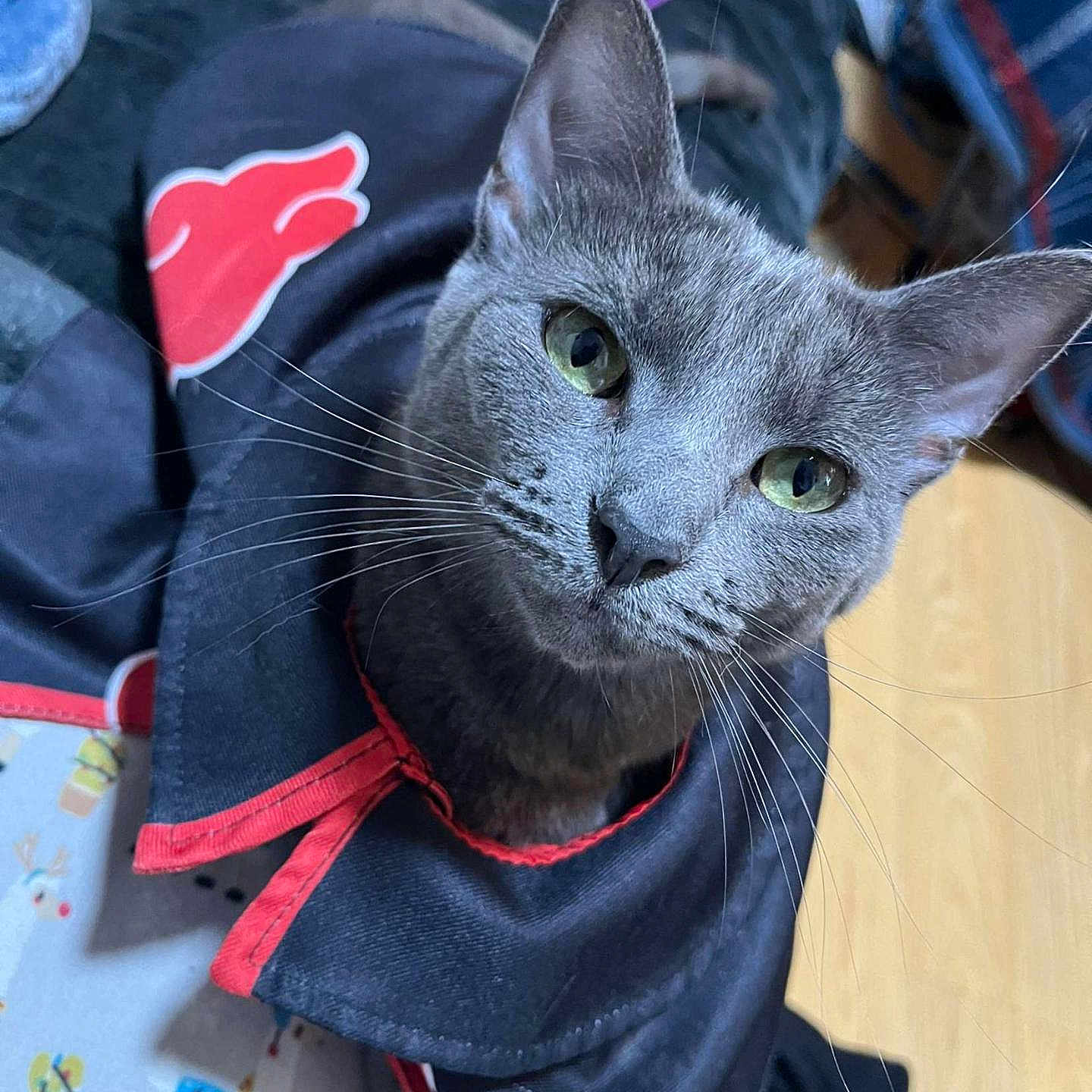 Sylvi is registered to the contest to win money with this photo: animal, black_and_red, cat, close_up, clothing, cozy, curious, cute, domestic_cat, fabric, feline, floor, gray_cat, green_eyes, indoor, mat, pet, playful, portrait, whiskers