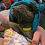 animal, blanket, blue_hat, cat, colorful_blanket, comfort, cozy, curious, cute, domestic_cat, feline, gray_cat, hand, indoor, knitted_hat, pet, resting, snuggled, soft_texture, wearing